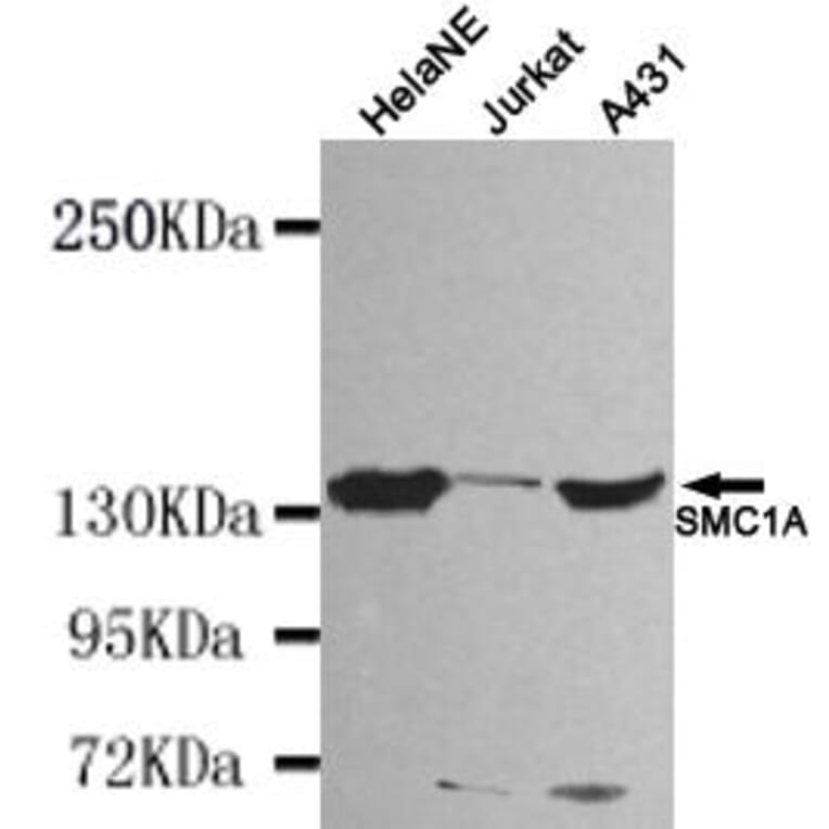 Anti-SMC1A (N-terminus) Antibody from Bioworld Technology (MB0047) - Antibodies.com