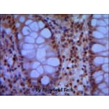 Anti-SMC1A (N-terminus) Antibody from Bioworld Technology (MB0047) - Antibodies.com