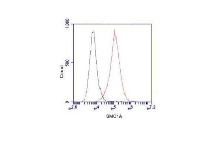 Anti-SMC1A (N-terminus) Antibody from Bioworld Technology (MB0047) - Antibodies.com