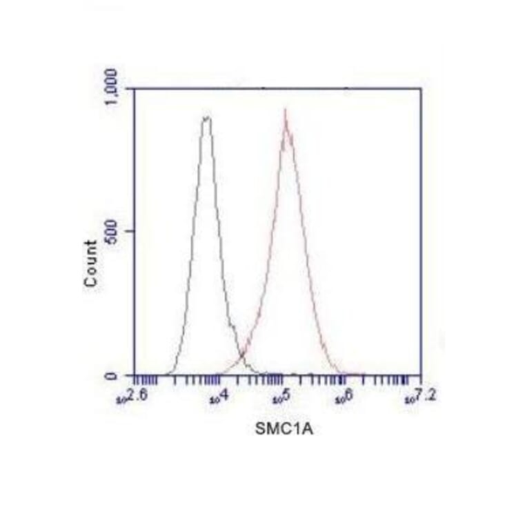Anti-SMC1A (N-terminus) Antibody from Bioworld Technology (MB0047) - Antibodies.com