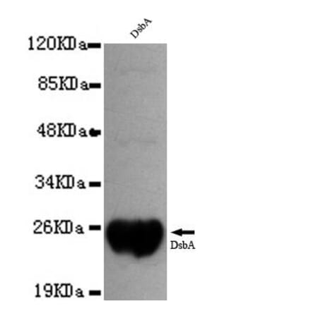 Anti-DsbA Antibody from Bioworld Technology (MB0048) - Antibodies.com
