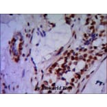 Anti-PRMT6 Antibody from Bioworld Technology (MB0049) - Antibodies.com