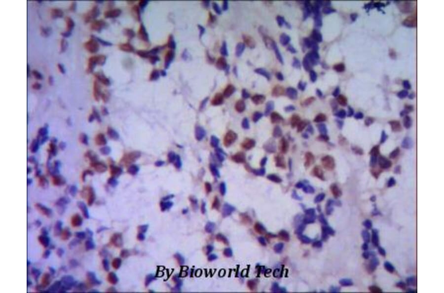Anti-TBLR1 Antibody from Bioworld Technology (MB0051) - Antibodies.com