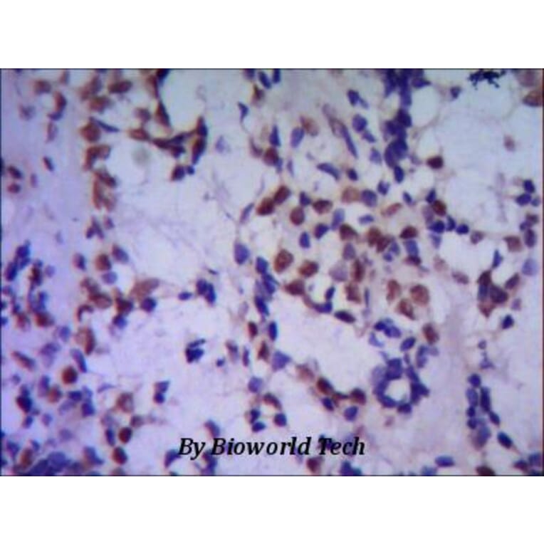 Anti-TBLR1 Antibody from Bioworld Technology (MB0051) - Antibodies.com