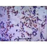 Anti-TBLR1 Antibody from Bioworld Technology (MB0051) - Antibodies.com