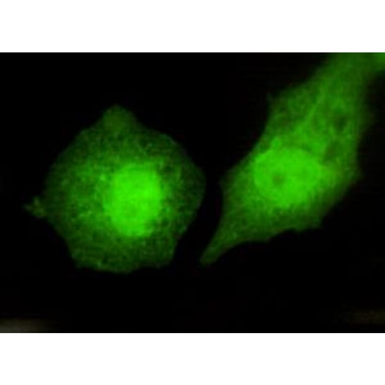 Anti-TBLR1 Antibody from Bioworld Technology (MB0051) - Antibodies.com