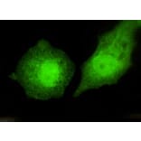 Anti-TBLR1 Antibody from Bioworld Technology (MB0051) - Antibodies.com