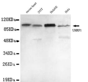 Anti-UHRF1 (N-terminus) Antibody from Bioworld Technology (MB0055) - Antibodies.com