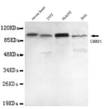 Anti-UHRF1 (N-terminus) Antibody from Bioworld Technology (MB0055) - Antibodies.com