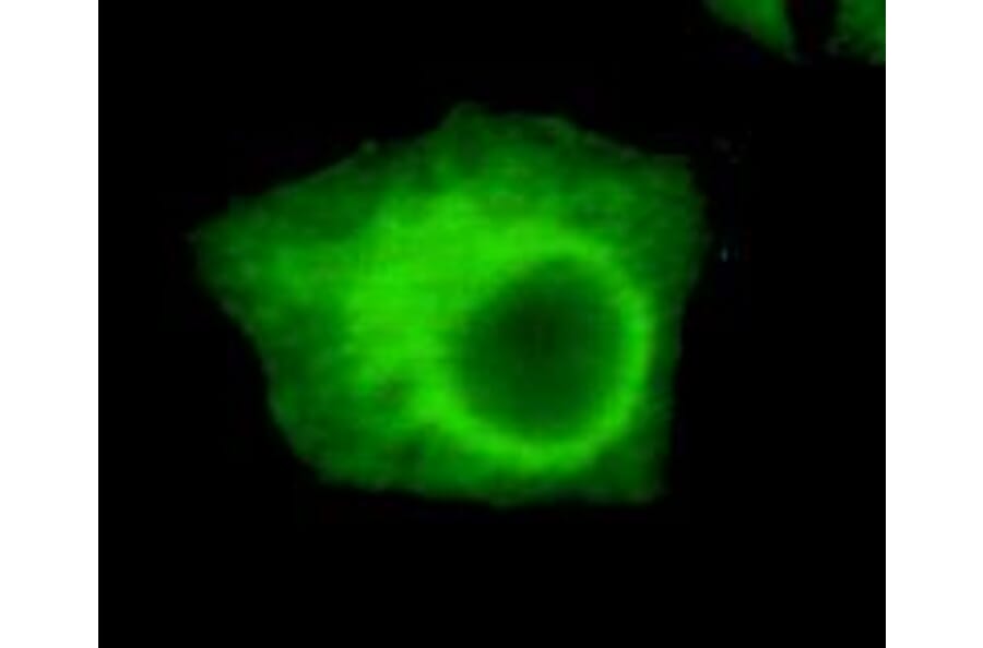 Anti-UHRF1 (N-terminus) Antibody from Bioworld Technology (MB0055) - Antibodies.com
