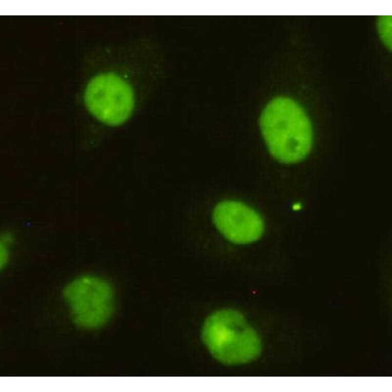 Anti-DBC1 (3G4) Antibody from Bioworld Technology (MB0057) - Antibodies.com