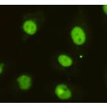 Anti-DBC1 (3G4) Antibody from Bioworld Technology (MB0057) - Antibodies.com