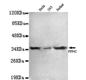 Anti-PPP4C Antibody from Bioworld Technology (MB0060) - Antibodies.com