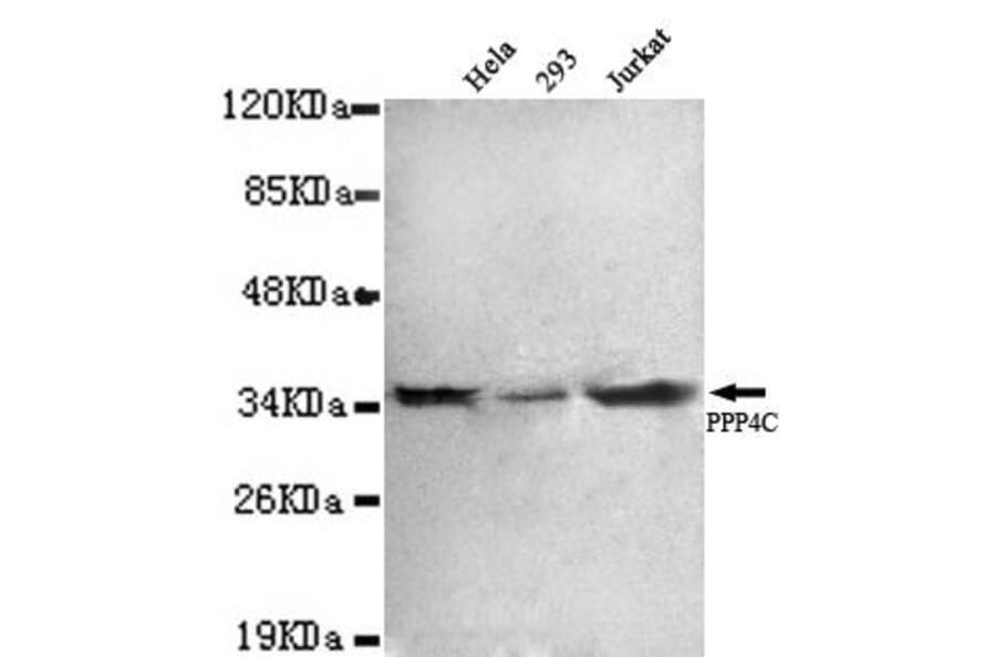 Anti-PPP4C Antibody from Bioworld Technology (MB0060) - Antibodies.com