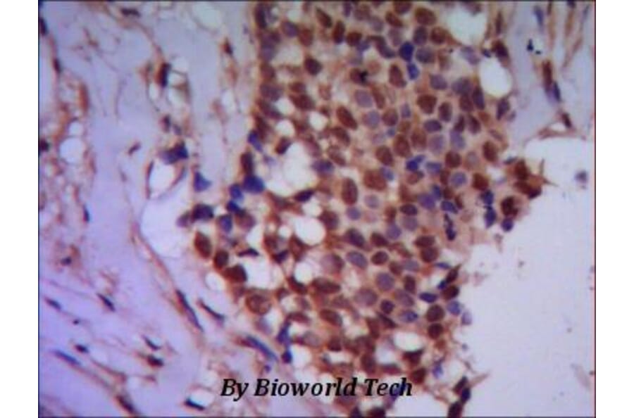 Anti-PPP4C Antibody from Bioworld Technology (MB0060) - Antibodies.com