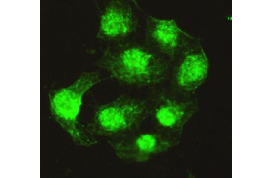 Anti-PPP4C Antibody from Bioworld Technology (MB0060) - Antibodies.com