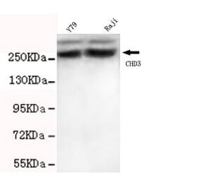 Anti-CHD3 (C-terminus) Antibody from Bioworld Technology (MB0061) - Antibodies.com