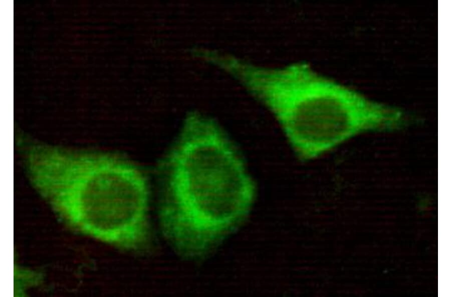Anti-Cytokeratin 7 (N-terminus) Antibody from Bioworld Technology (MB0062) - Antibodies.com