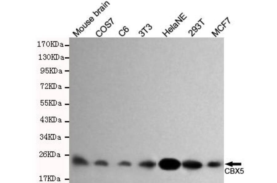 Anti-CBX5 Antibody from Bioworld Technology (MB0063) - Antibodies.com