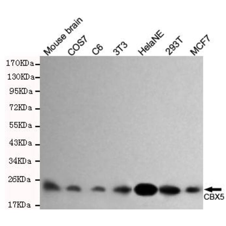 Anti-CBX5 Antibody from Bioworld Technology (MB0063) - Antibodies.com