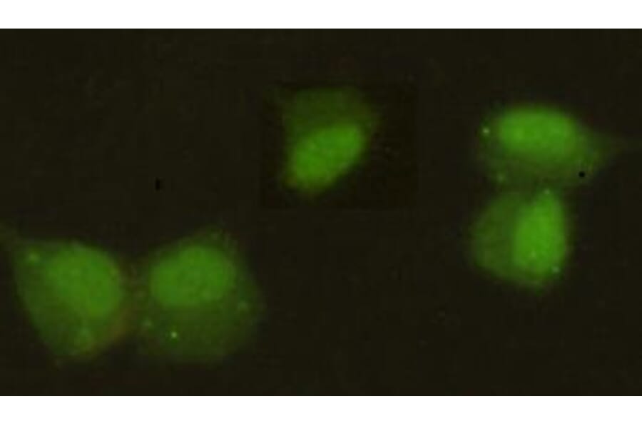 Anti-CBX5 Antibody from Bioworld Technology (MB0063) - Antibodies.com