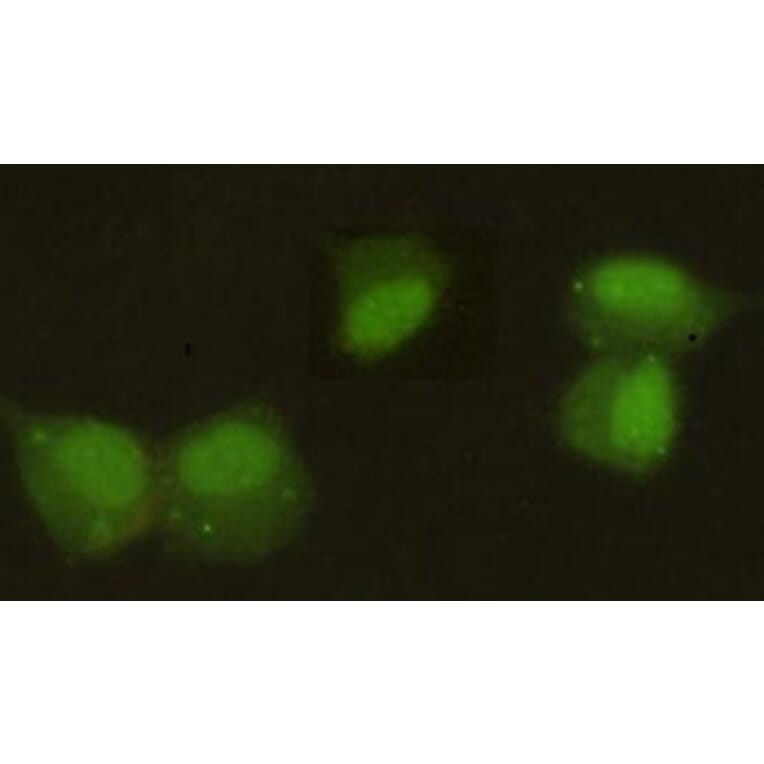 Anti-CBX5 Antibody from Bioworld Technology (MB0063) - Antibodies.com