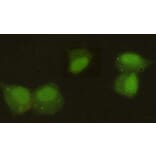 Anti-CBX5 Antibody from Bioworld Technology (MB0063) - Antibodies.com