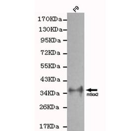 Anti-Sox2 Antibody from Bioworld Technology (MB0064) - Antibodies.com