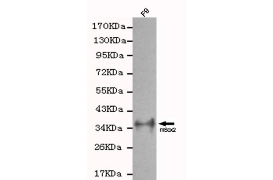 Anti-Sox2 Antibody from Bioworld Technology (MB0064) - Antibodies.com