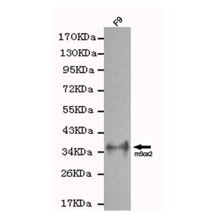 Anti-Sox2 Antibody from Bioworld Technology (MB0064) - Antibodies.com