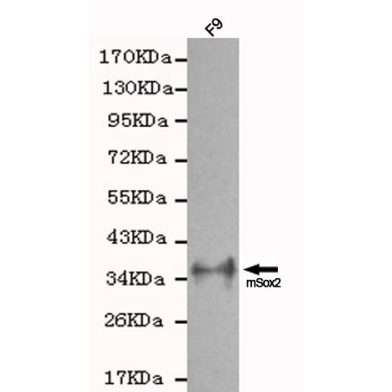 Anti-Sox2 Antibody from Bioworld Technology (MB0064) - Antibodies.com