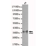 Anti-Sox2 Antibody from Bioworld Technology (MB0064) - Antibodies.com