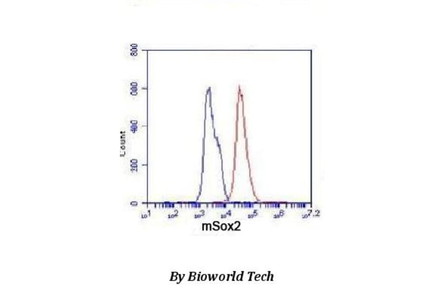Anti-Sox2 Antibody from Bioworld Technology (MB0064) - Antibodies.com