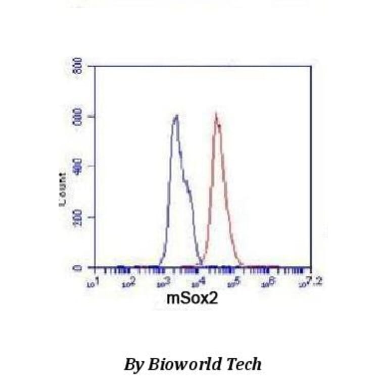 Anti-Sox2 Antibody from Bioworld Technology (MB0064) - Antibodies.com