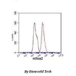 Anti-Sox2 Antibody from Bioworld Technology (MB0064) - Antibodies.com