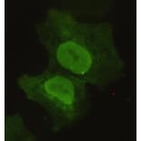 Anti-Sox2 Antibody from Bioworld Technology (MB0064) - Antibodies.com