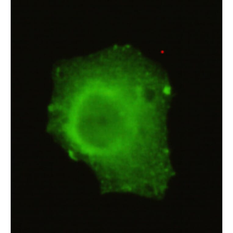 Anti-TRIM33 (C-terminus) Antibody from Bioworld Technology (MB0067) - Antibodies.com