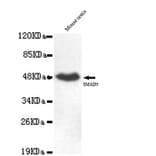 Anti-Smad5 (C-terminus) Antibody from Bioworld Technology (MB0069) - Antibodies.com