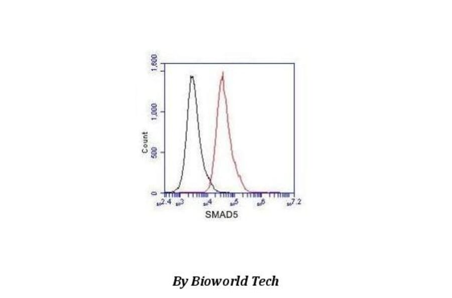 Anti-Smad5 (C-terminus) Antibody from Bioworld Technology (MB0069) - Antibodies.com