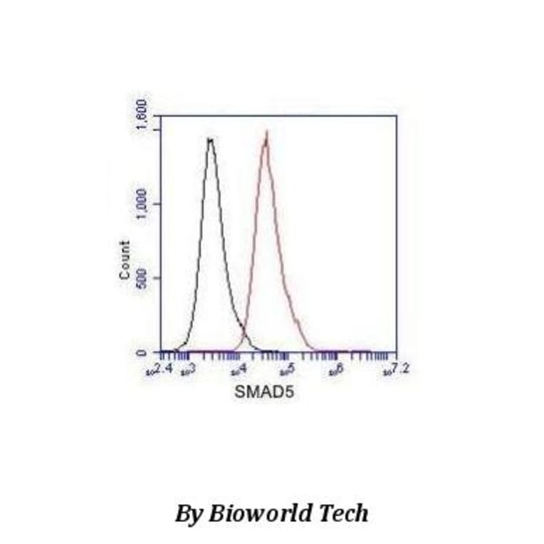 Anti-Smad5 (C-terminus) Antibody from Bioworld Technology (MB0069) - Antibodies.com