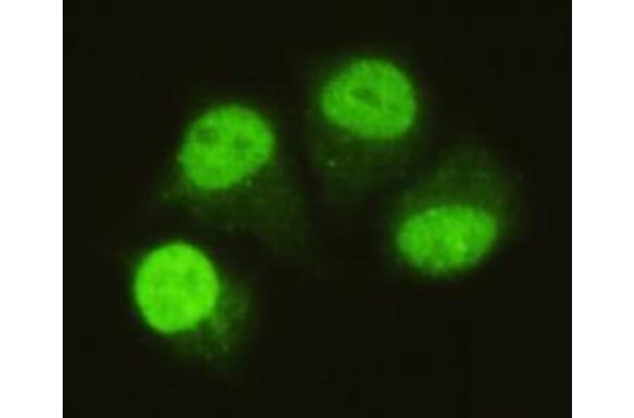 Anti-Smad5 (C-terminus) Antibody from Bioworld Technology (MB0069) - Antibodies.com