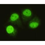 Anti-Smad5 (C-terminus) Antibody from Bioworld Technology (MB0069) - Antibodies.com