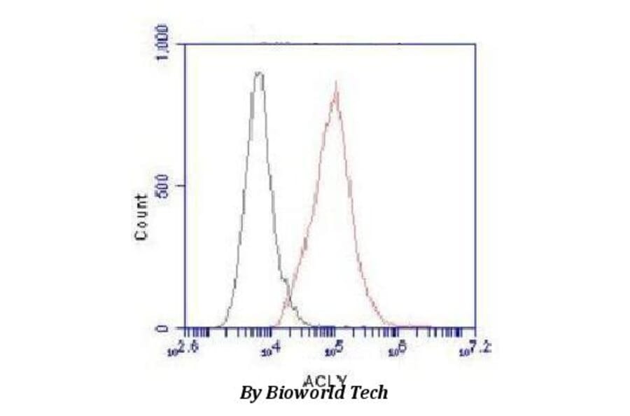 Anti-ATP-Citrate Lyase Antibody from Bioworld Technology (MB0070) - Antibodies.com