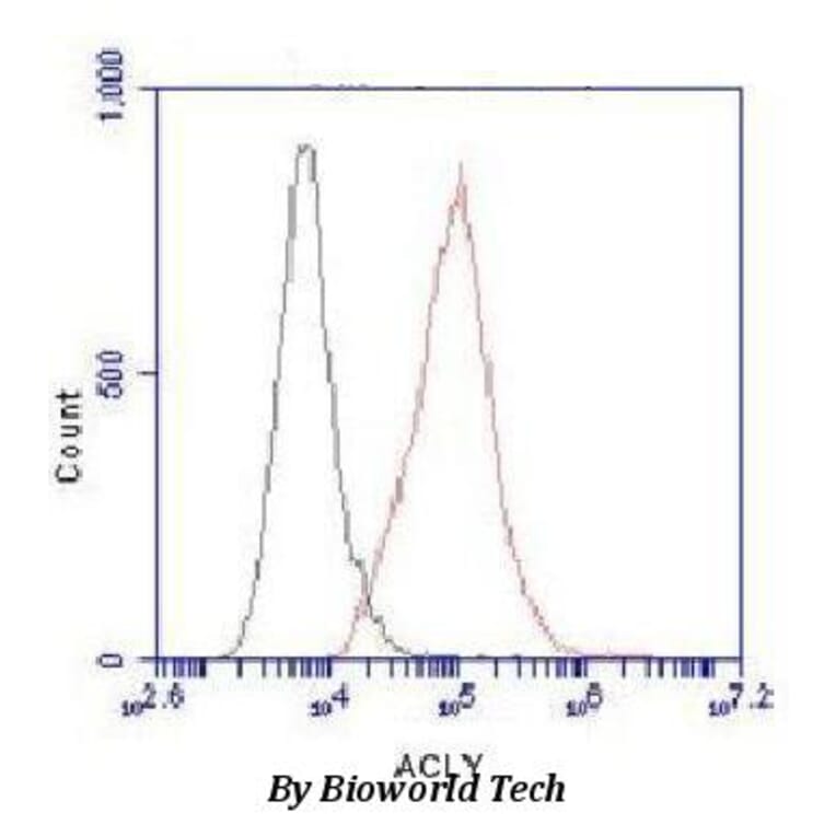 Anti-ATP-Citrate Lyase Antibody from Bioworld Technology (MB0070) - Antibodies.com
