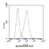 Anti-ATP-Citrate Lyase Antibody from Bioworld Technology (MB0070) - Antibodies.com