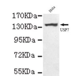 Anti-USP7 (C-terminus) Antibody from Bioworld Technology (MB0073) - Antibodies.com