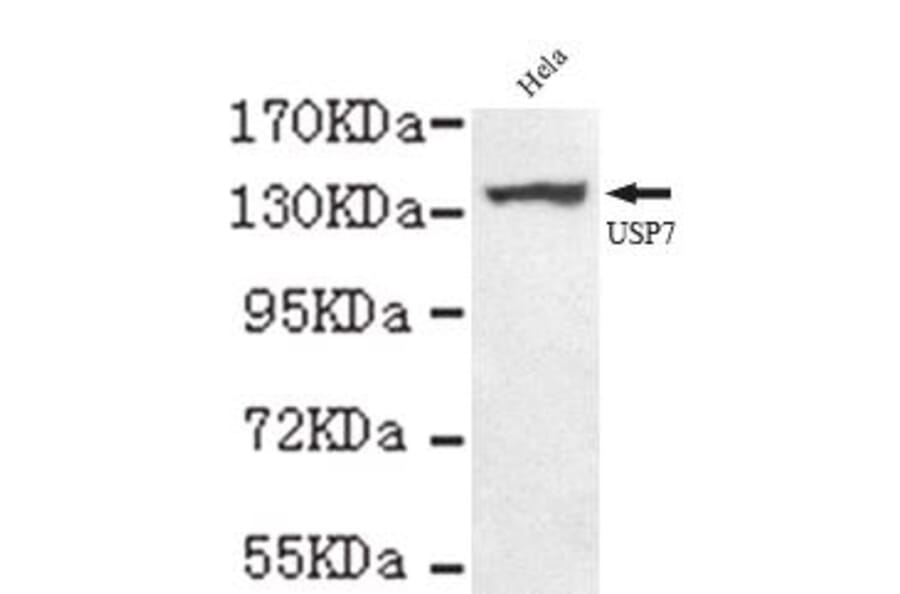 Anti-USP7 (C-terminus) Antibody from Bioworld Technology (MB0073) - Antibodies.com