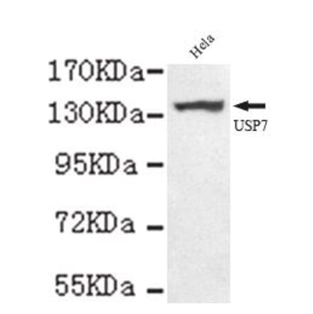Anti-USP7 (C-terminus) Antibody from Bioworld Technology (MB0073) - Antibodies.com
