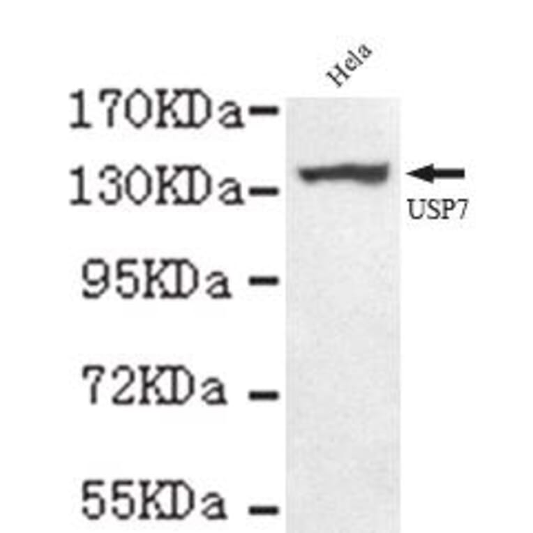 Anti-USP7 (C-terminus) Antibody from Bioworld Technology (MB0073) - Antibodies.com