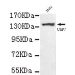 Anti-USP7 (C-terminus) Antibody from Bioworld Technology (MB0073) - Antibodies.com
